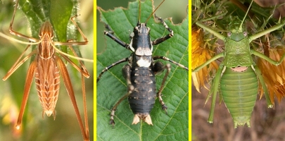 Grilli, Locuste e Cavallette: ORTHOPTERA Guida alle Famiglie